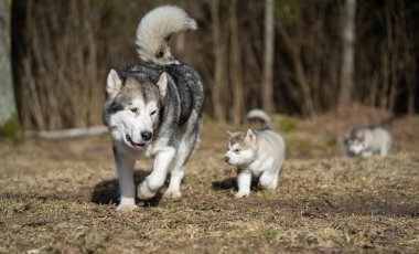 Adult Alaskan Malamute Mother and Two Puppies. Family. Mother Feeding Puppies clipart