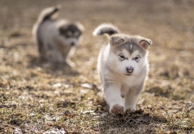 Alaska Malamute Yavrusu. Çimlerin üzerinde yürüyorum. Genç Köpek