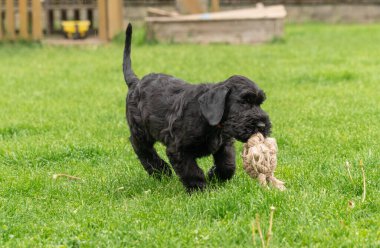 Genç Black Riesenschnauzer ya da Dev Schnauzer köpeği Arka Bahçedeki Çimlerde İple Oynuyor. Yağmurlu Gün