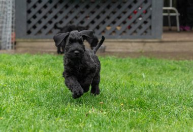 Young Black Riesenschnauzer or Giant Schnauzer dog is Running on the Grass in the Backyard. Rainy Day