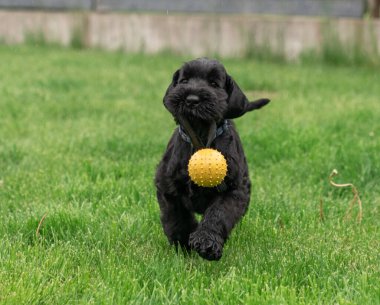 Young Black Riesenschnauzer or Giant Schnauzer dog is Running on the Grass and Playing with Yellow Ball in the Backyard. Rainy Day.