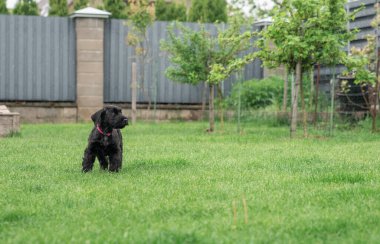 Genç Black Riesenschnauzer ya da Dev Schnauzer köpeği Arka Bahçedeki Çimlerde Duruyor. Yağmurlu Gün.