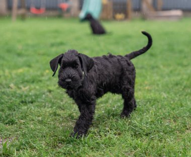 Young Black Riesenschnauzer or Giant Schnauzer dog is Standing on the Grass in the Backyard. Rainy Day.