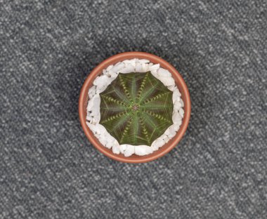 Euphorbia Obesa Kaktüsü. Beyaz arkaplanda izole