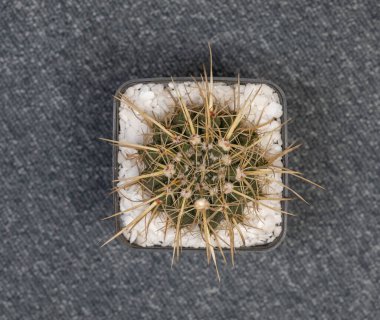 Echinofossulocactus Crispatus Cactus Art Cactus. Isolated on white background