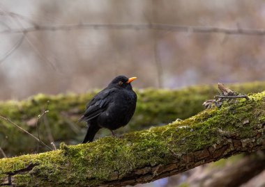 Common Blackbird (Turdus merula) Sits in the Tree. Early Spring