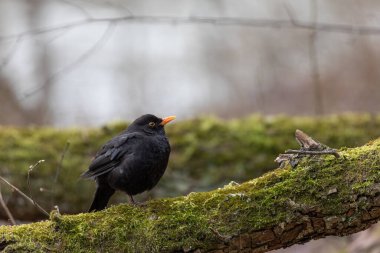 Common Blackbird (Turdus merula) Sits in the Tree. Early Spring