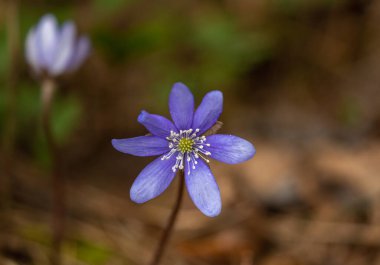 Common Hepatica or Anemone Hepatica, Blue Blossom Wild Flower. Violet Purple Hepatica Nobilis, First Spring Flower in the Blurred Background of Nature.