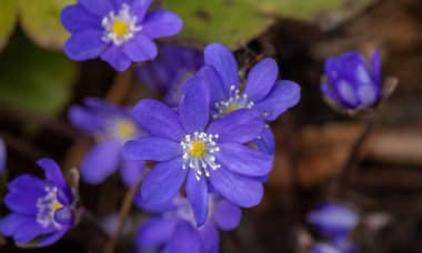 Common Hepatica or Anemone Hepatica, Blue Blossom Wild Flower. Violet Purple Hepatica Nobilis, First Spring Flower in the Blurred Background of Nature.