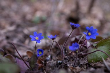 Common Hepatica or Anemone Hepatica, Blue Blossom Wild Flower. Violet Purple Hepatica Nobilis, First Spring Flower in the Blurred Background of Nature.