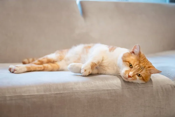 Cute Cat in Home Interior. Cat is Lying on the Couch. Cute Bright Hairs.