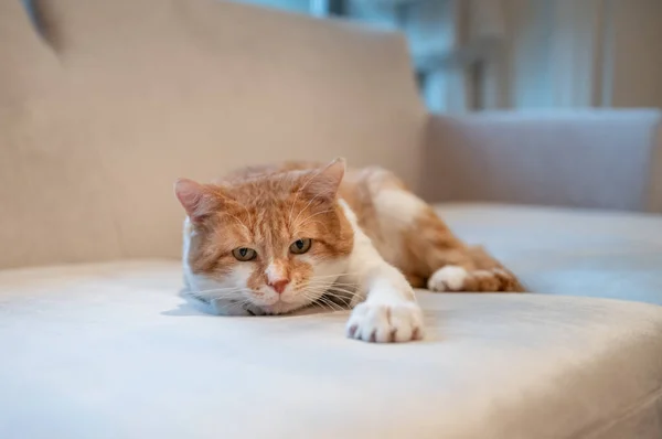 Cute Cat in Home Interior. Cat is Lying on the Couch. Cute Bright Hairs.