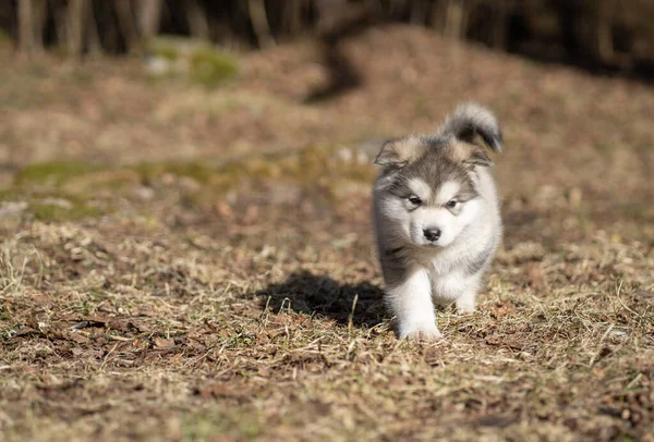 Alaskan Malamute Puppy Walking Grass Young Dog Portrait — Stok fotoğraf