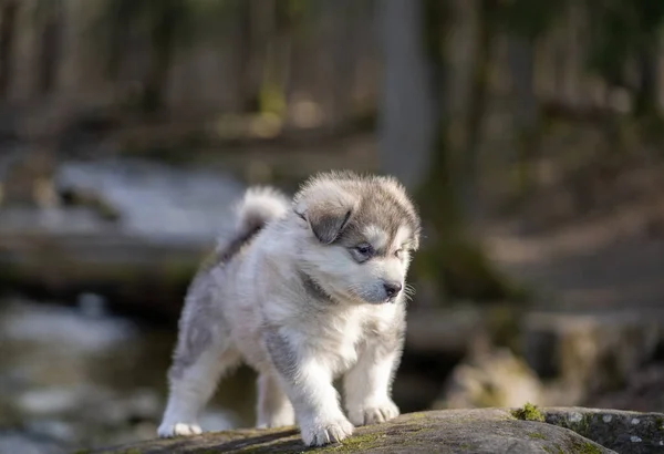 Alaska Malamute Valpen Går Gräset Unga Hund Porträtt — Stockfoto