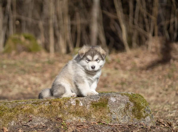 Aljaška Malamute Puppy Chodí Trávě Mladý Pes Portrét — Stock fotografie
