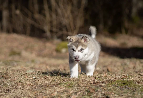 Alaskan Malamute Puppy Walking Grass Young Dog Portrait — Stock Fotó