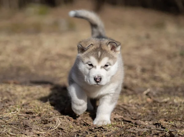 Alaskan Malamute Puppy Walking Grass Young Dog Portrait — Stok fotoğraf