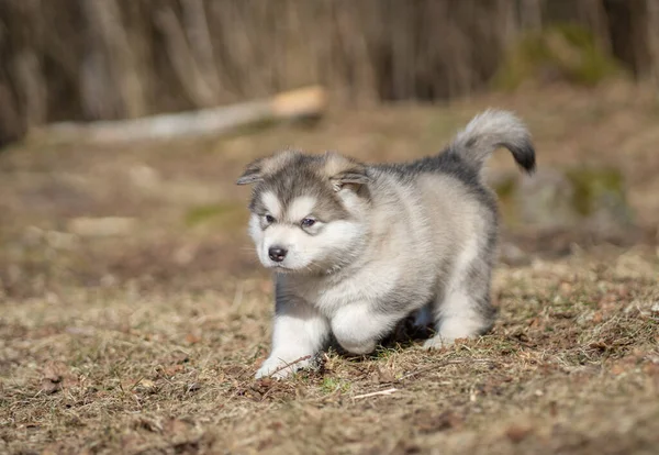 Cachorro Malamute Alaska Caminando Sobre Hierba Joven Perro Retrato — Foto de Stock
