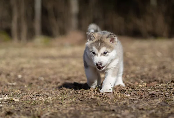 Aljaška Malamute Puppy Chodí Trávě Mladý Pes Portrét — Stock fotografie