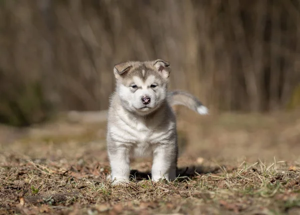 Αλάσκα Malamute Puppy Περπατώντας Στο Γρασίδι Νεαρέ Σκύλε Πορτρέτο — Φωτογραφία Αρχείου