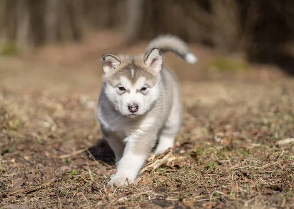 Αλάσκα Malamute Puppy Περπατώντας Στο Γρασίδι Νεαρέ Σκύλε Πορτρέτο — Φωτογραφία Αρχείου