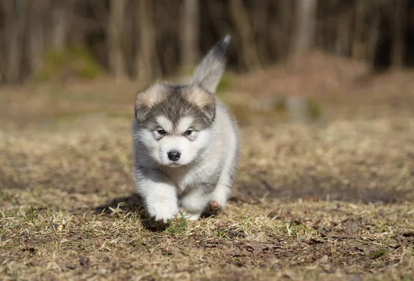 Alaskan Malamute Szczeniak Chodzący Trawie Młody Pies Portret — Zdjęcie stockowe
