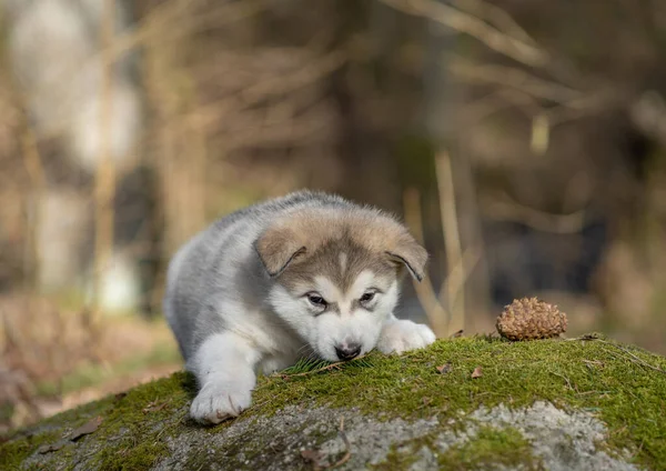Alaskan Malamute Puppy Young Dog Portrait — Stok fotoğraf