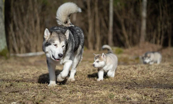 Volwassen Alaska Malamute Moeder Twee Puppy Familie Moeder Voedende Puppy — Stockfoto