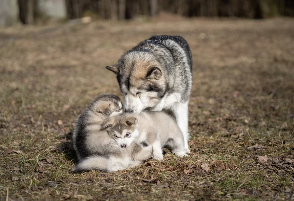 Adult Alaskan Malamute Mother Two Puppies Family Mother Feeding Puppies — Foto de Stock