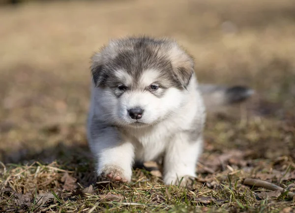 Alaskański Szczeniak Malamute Portret Bliska Chodzę Trawie Pies Młody — Zdjęcie stockowe