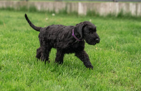 Young Black Riesenschnauzer Giant Schnauzer Dog Walking Grass Backyard Rainy — Foto Stock