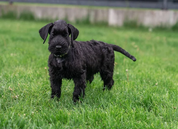 stock image Young Black Riesenschnauzer or Giant Schnauzer dog is Standing on the Grass in the Backyard. Rainy Day.