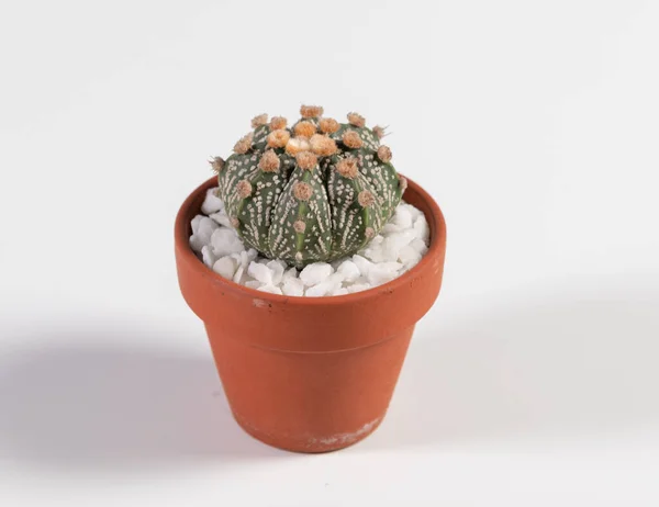 Astrophytum Cactus Vase Isolated White Background — 스톡 사진