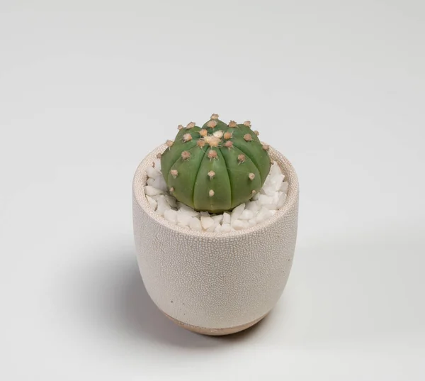 Astrophytum Asterias Finudum Cactus Isolated White Background — 스톡 사진