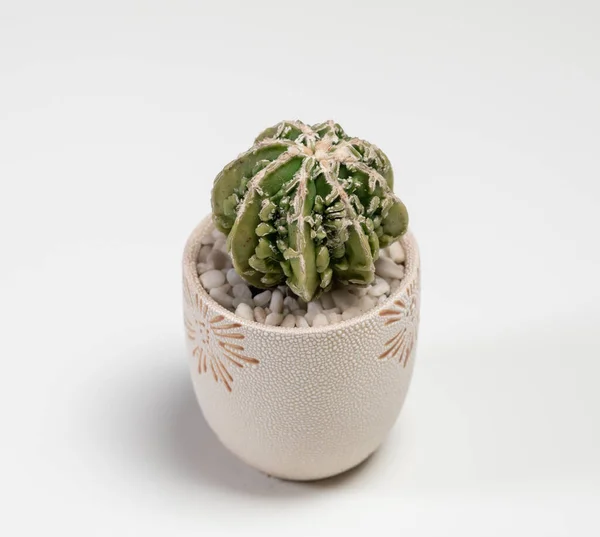 Astrophytum Fukuryu Haku Cactus Isolé Sur Fond Blanc — Photo
