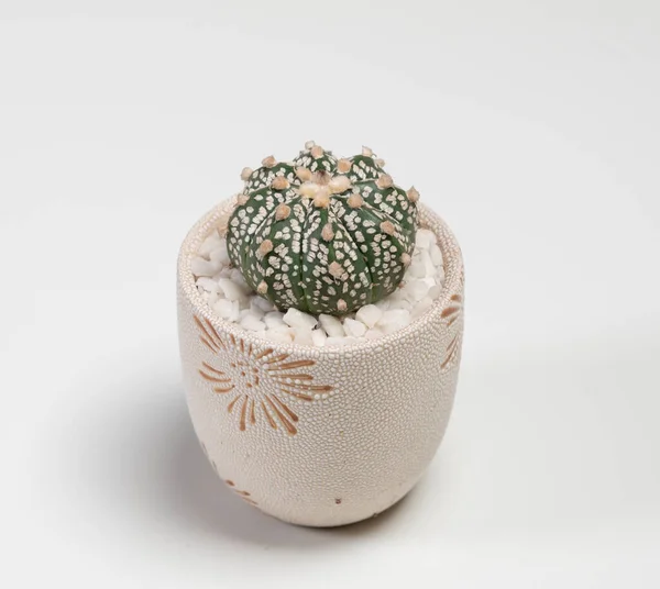 Astrophytum Cactus Isolated White Background — 스톡 사진