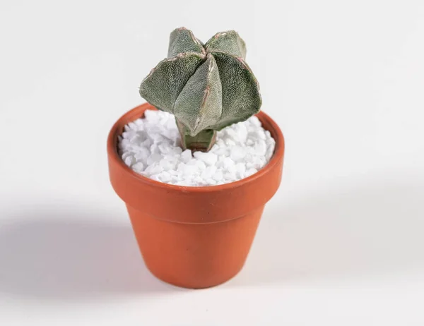 Astrophytum Myriostigma Cactus Isolated White Background — 스톡 사진