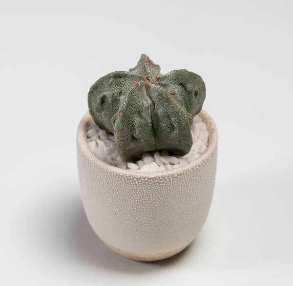 Astrophytum Fukuryu Cactus Isolated White Background — 스톡 사진