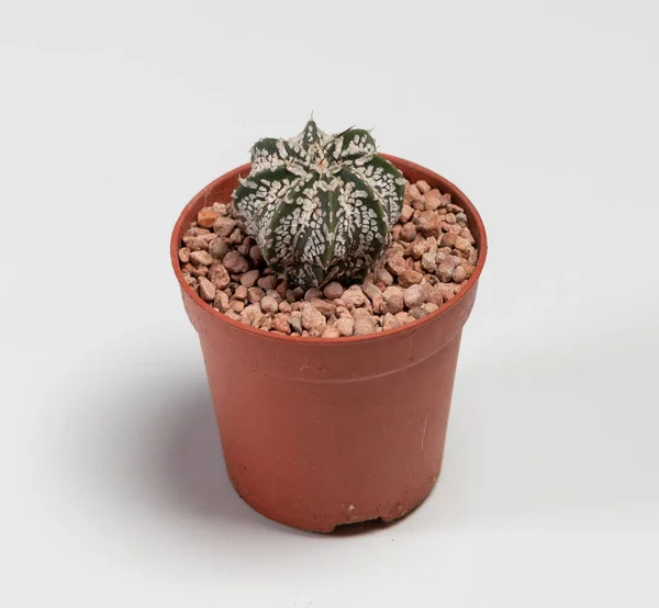 Astrophytum Cactus Isolated White Background — ストック写真