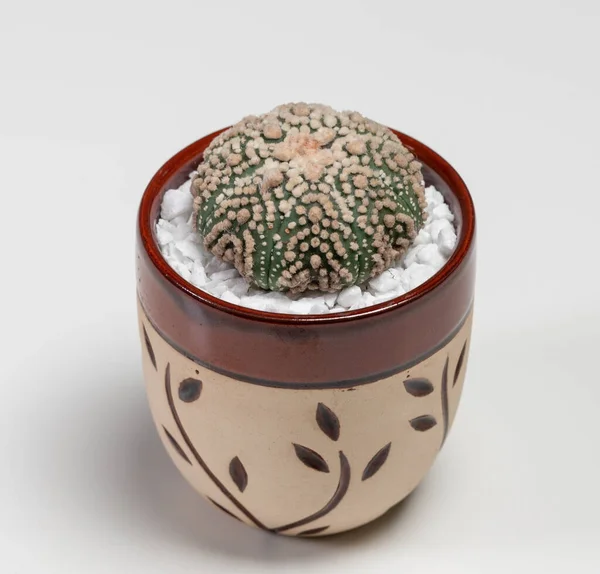 Astrophytum Asterias Hanazono Cactus Isolated White Background — 스톡 사진