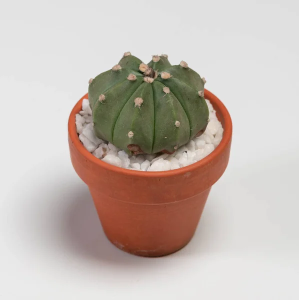 Astrophytum Nudum Cactus Isolé Sur Fond Blanc — Photo