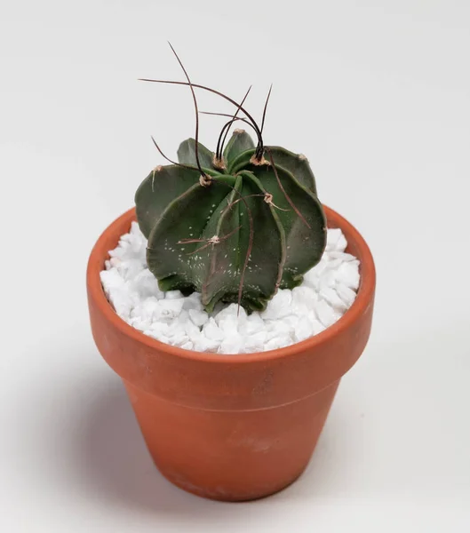 Astrophytum Capricorne Cactus Isolated White Background — 스톡 사진