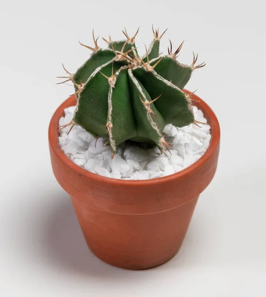 Astrophytum Ornatum Fukuryu Hania Cactus Isolé Sur Fond Blanc — Photo