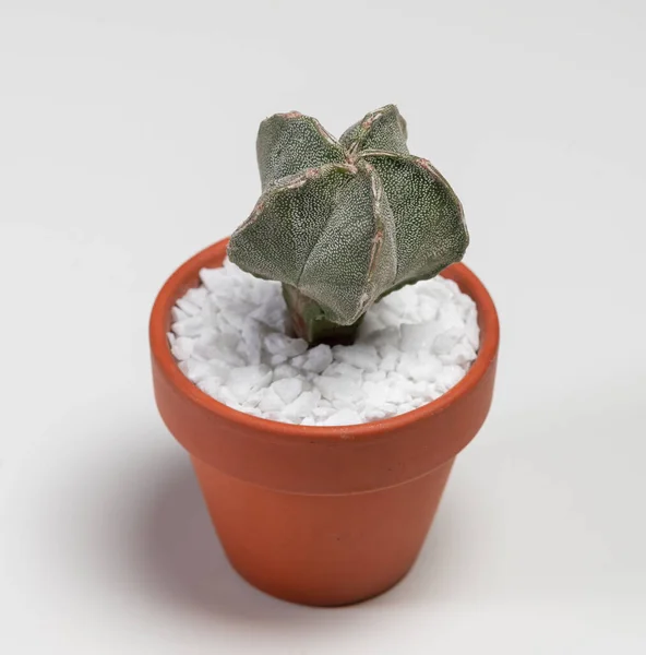Astrophytum Myriostigma Hakugaku Cactus Isolé Sur Fond Blanc — Photo