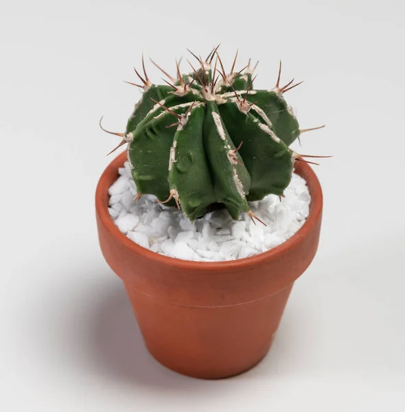 Astrophytum Ornatum Fukuryu Hania Cactus Isolated White Background — 스톡 사진