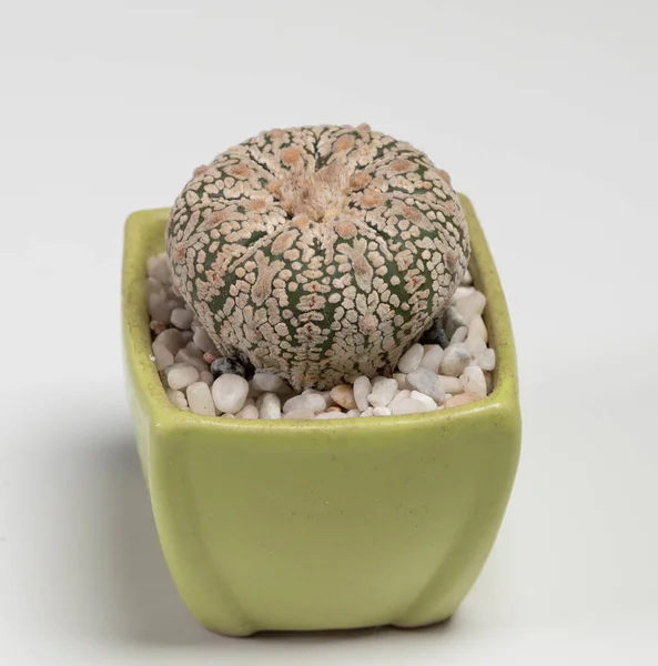Astrophytum Super Kabuto Cactus Isolated White Background — 스톡 사진