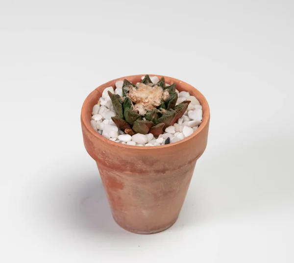Ariocarpus Pelecyphora Cactus Isolated White Background — 스톡 사진