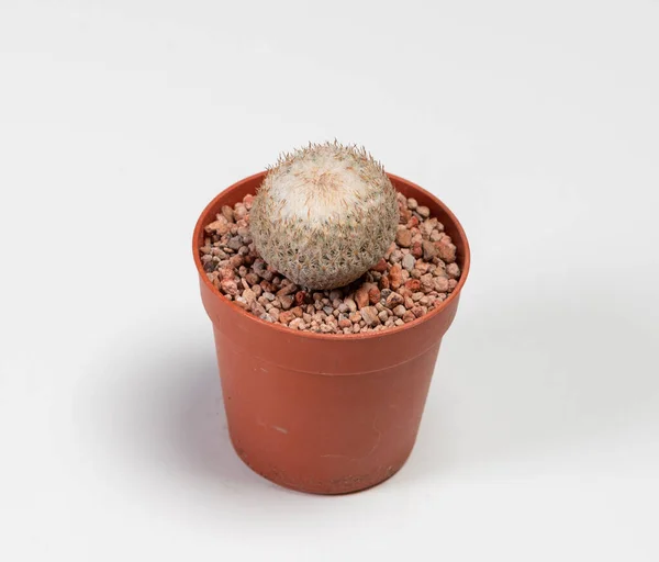 Epithelantha Micromeris Cactus Isolé Sur Fond Blanc — Photo