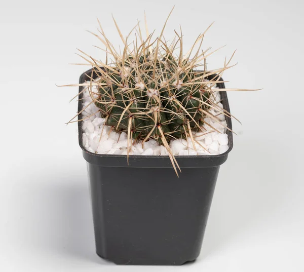 Notocactus Mammulosus Cactus Isolé Sur Fond Blanc — Photo