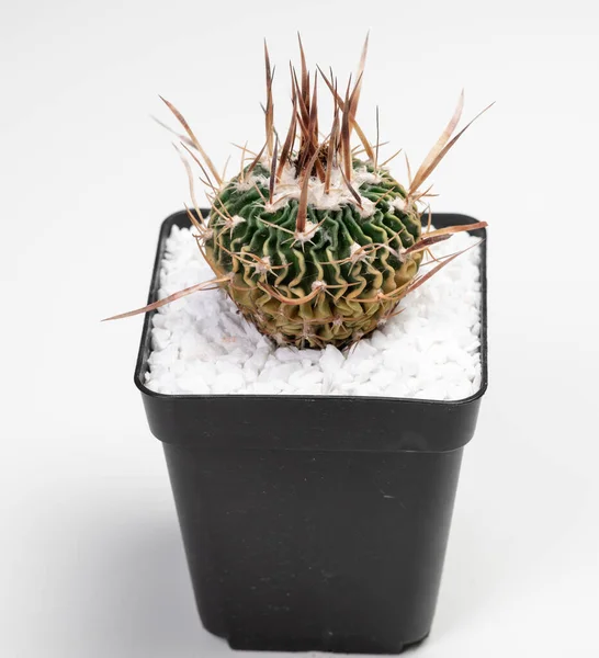Stenocactus Phyllacanthus Cactus Isolé Sur Fond Blanc — Photo
